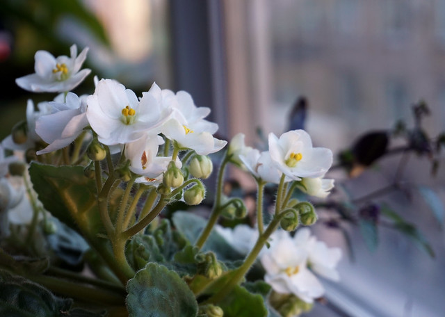 white violet blooming