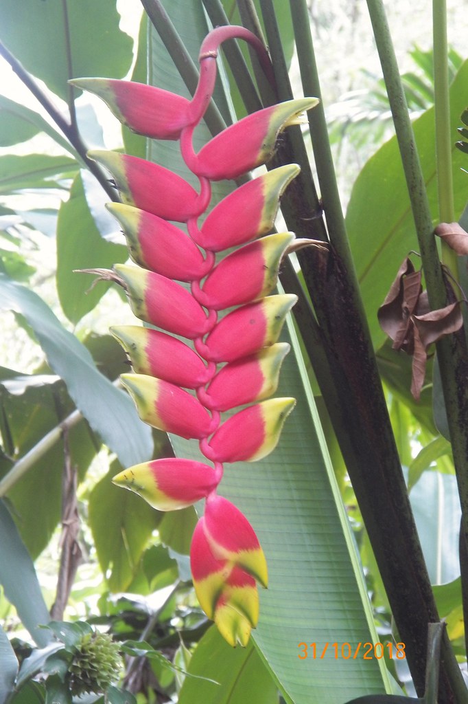 Hanging lobster claws flower a.k.a. Heliconia pendula