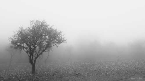 fog almondtrees landscape bw niebla almendros árbol árboles tree paisaje blancoynegro blackwhite nikond750 tamron 1530mm almería spain españa sp