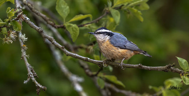 Red Breasted Nuthatch