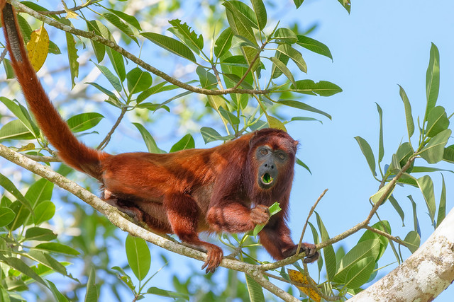 --Red howler monkey- Hurleur roux ..Amazonia Peru
