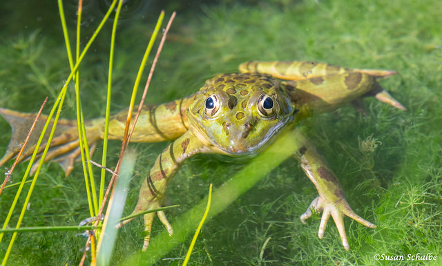 An endangered amphibian
