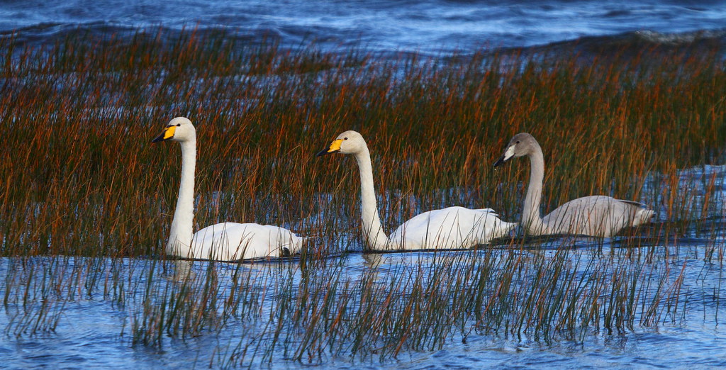 Lough Neagh Whooper swans