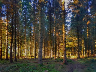 Sunset - Forest of Dean