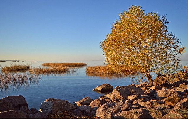Autumn colors... Blue & Gold. Finland. Sea.