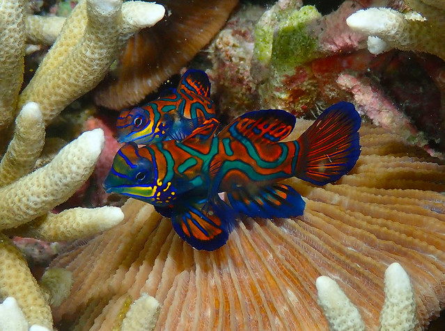 Mandarin Fish couple - Synchiropus splendidus