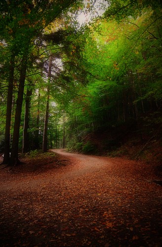landscape view forest woods trees nature outdoors path road light colors details mood moody fall season autumn travel visit explore discover wanderlust stetten kernen remstal remsmurrkreis badenwürttemberg germany europe photography hobby beautiful