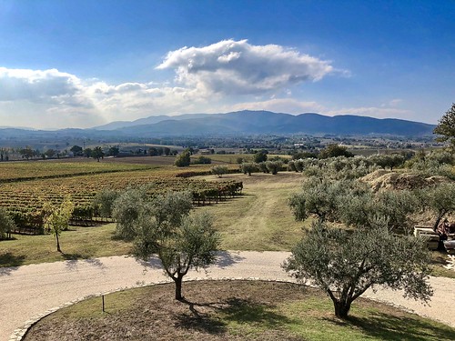 perticaia landscape umbria italy montefalcosagrantino winery vineyard vines olive trees farm wine docg doc mountains apennines autumn harvest vendemmia casale appennino
