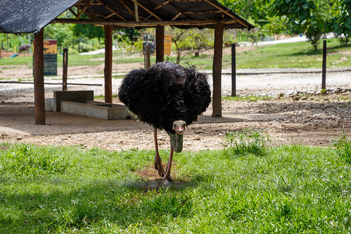 antioquia colombia co haciendanápoles zoo animals emu