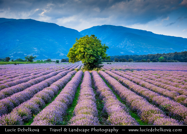 Bulgaria - Lonely tree in Lavender fields in full bloom