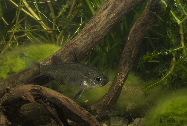 Agassiz's Glassfish (Ambassis agassizii) Condamine River Queensland Australia.