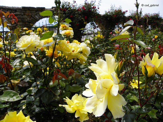 Yellow roses in Balchik botanical garden, Bulgaria