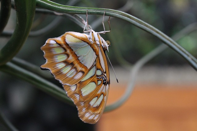 Malachite Butterfly acrobat