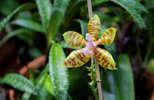 Phalaenopsis fasciata 45096414231_a87ac0260c