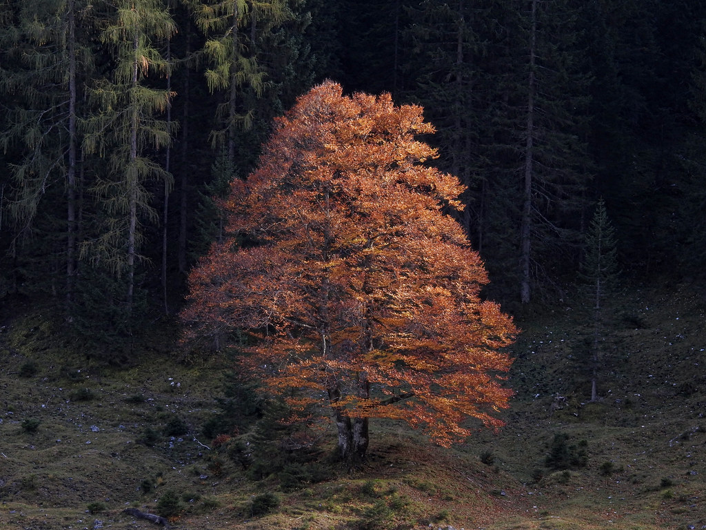 Autumn Beauty | Claude@Munich | Flickr