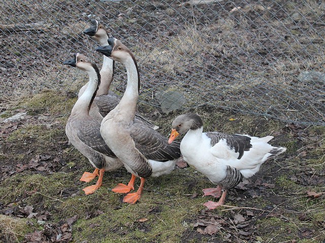 Chinese goose (Anser cygnoides f. domestica) and Olands goose
