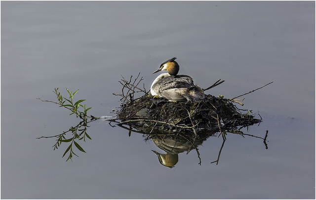 Nesting Great Crested Grebe