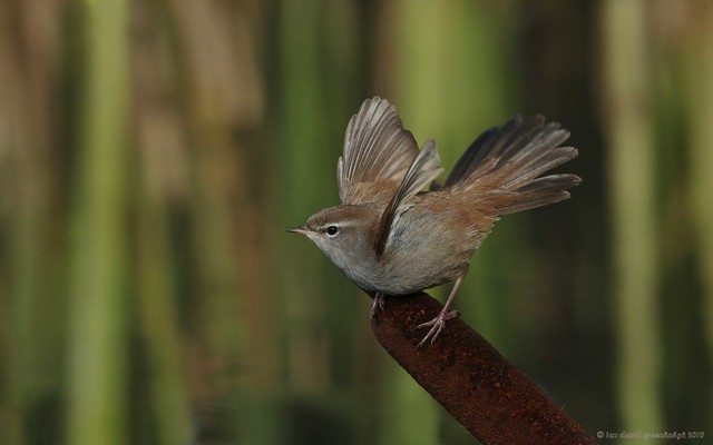 18ig8328 Cetti's Warbler