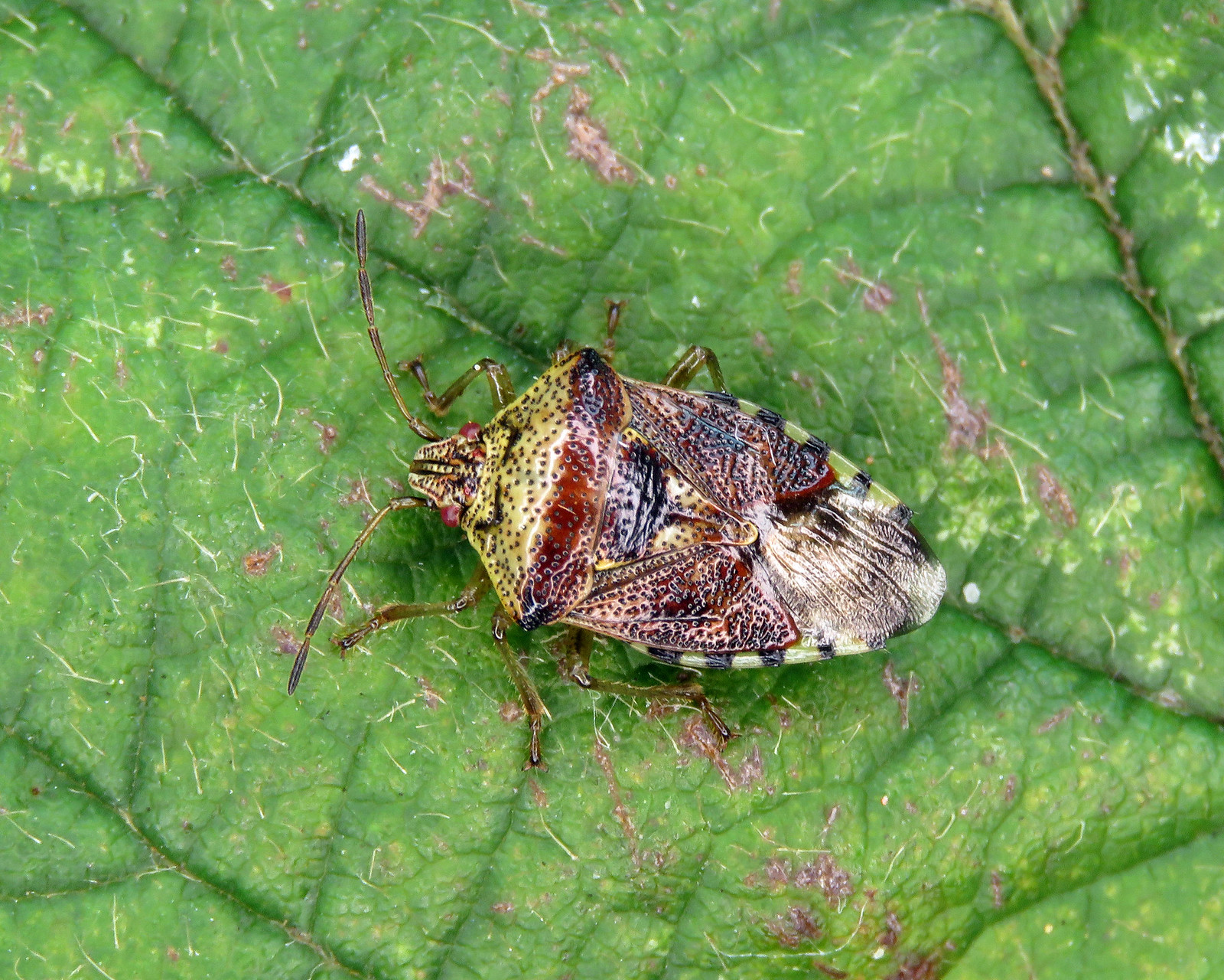 Parent Bug - Elasmucha grisea