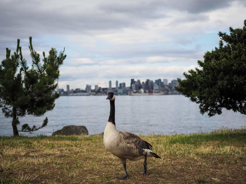 Goose with the Seattle skyline in the background