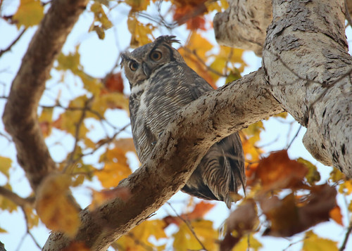 owl autumn fall tree novato westernlongearedowl longearedowl