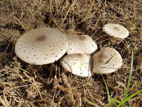 texas canton mushroom fungus decay 50views