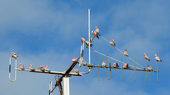 0288 - Galah flock on antennae at Point Moore lighthouse_Geraldton, W Australia_Aug 2018