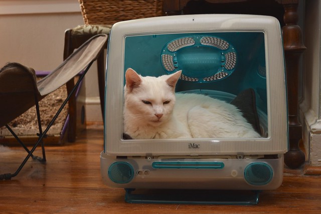 Charlie in the not-quite-finished iMac cat bed