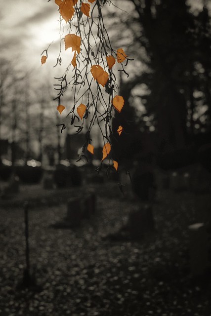 Halloween at the cemetery | Chinon CP-X