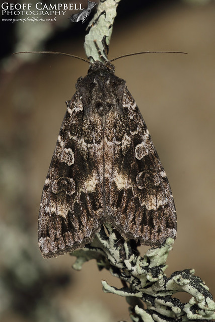 Great Brocade Moth - (Eurois occulta)