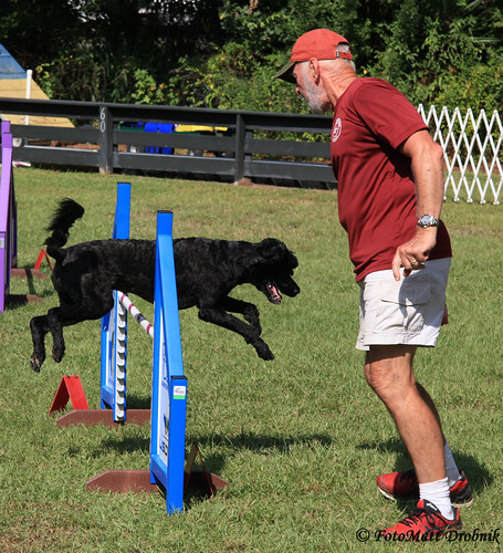 IMG_6073 | Saturday action at the 100th Agility Trial for LC… | Flickr