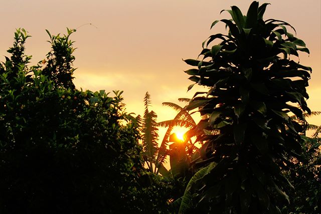 Tropical morning in San Pedro la Laguna, Guatemala. Enjoy YOUR day! 👍