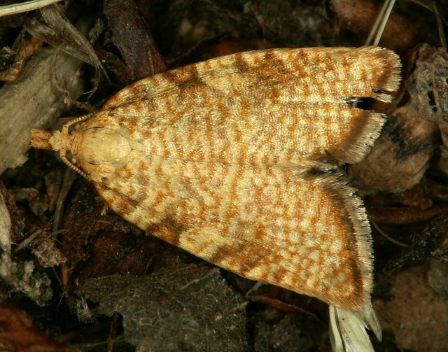 Aleimma loeflingiana (Linnaeus, 1758) = Phalaena loeflingiana Linnaeus, 1758, la tordeuse de Loefling.