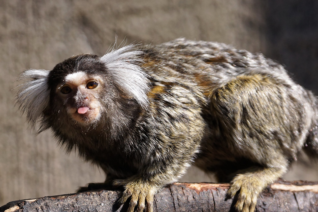 Common Marmosets (Callithrix jacchus) | These marmosets are … | Flickr