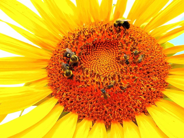 Sunflower  with bees closeup