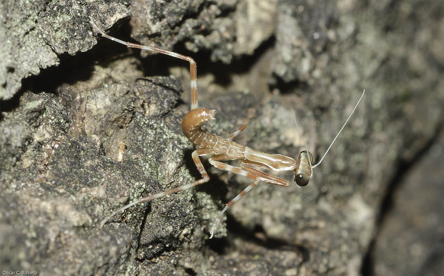 Unidentified - Requires an ID (Subfamily Stagmatopterinae)