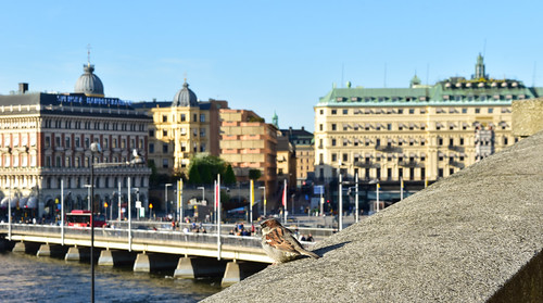 stockholm sweden cityview cityscape bird sparrow
