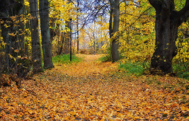 Fall colors.🍁 Memories of beautiful autumn.🍂 Finland.