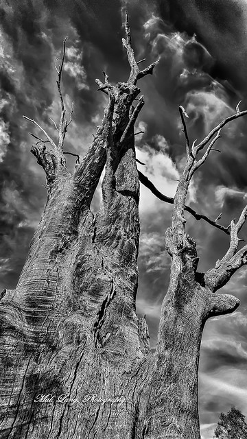 Old dead redgum and a fast approaching storm