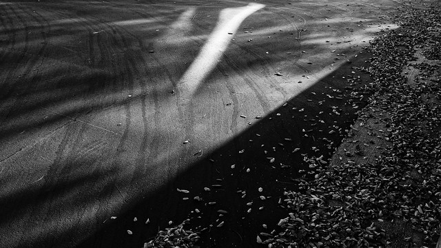 asphalt in winter with shadows and leaves