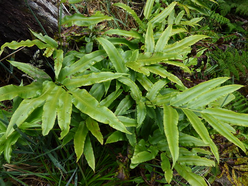 starr-180709-0668-Coniogramme_pilosa-habit-Kipahulu_Forest_Reserve-Maui | by Starr Environmental