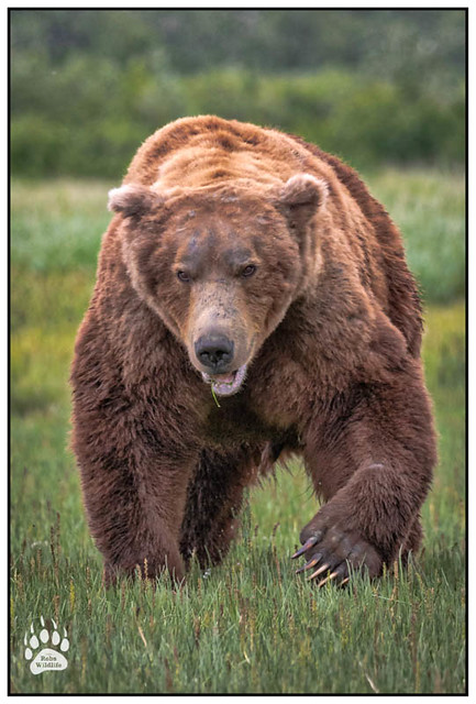 Alaskan Brown Bear 062318-9473A-W.jpg