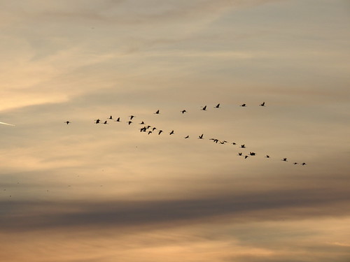 DSCN3654 by GreatSkua,           