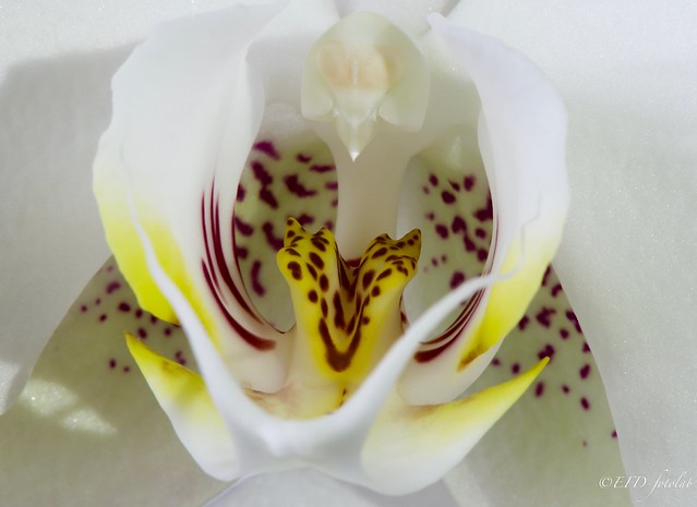 En el corazón de la orquídea.