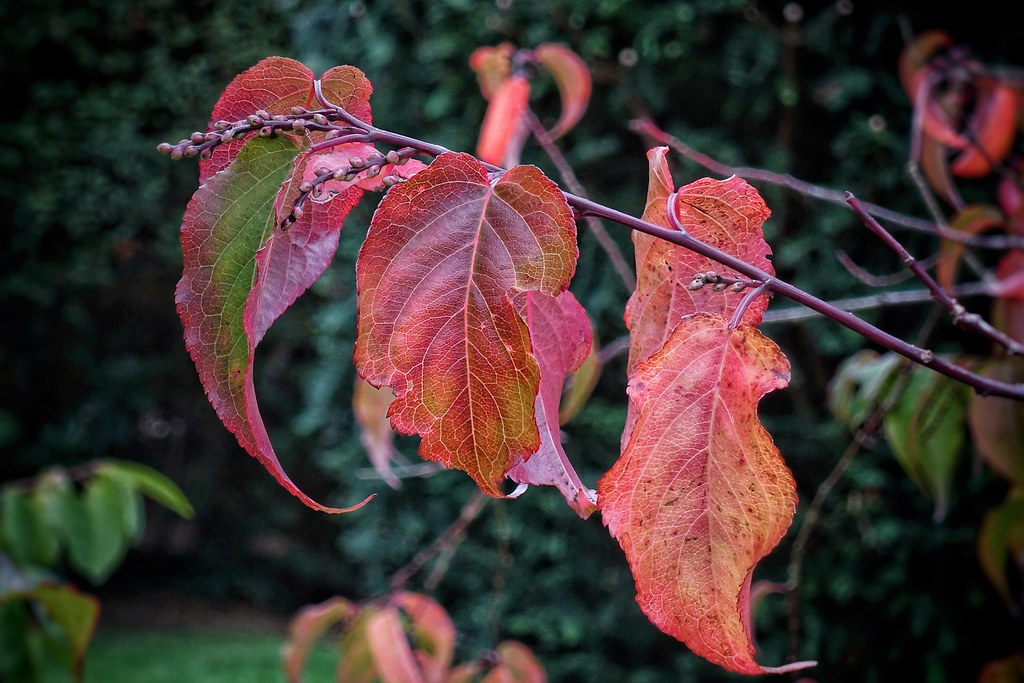 Autumn in Tatton Gardens, Knutsford, Cheshire