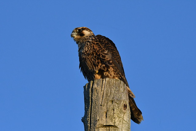 Faucon pèlerin juvénile--Peregrine falcon juvenile (Falco peregrinus)