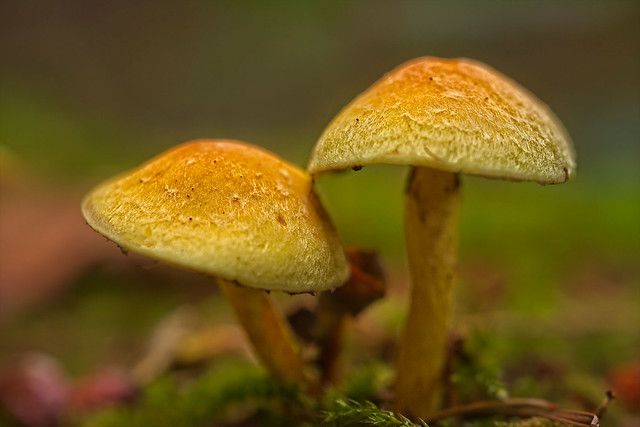 A duo of mushrooms