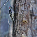 Flickr photo 'Downy Woodpecker (Picoides pubescens)' by: Mary Keim.