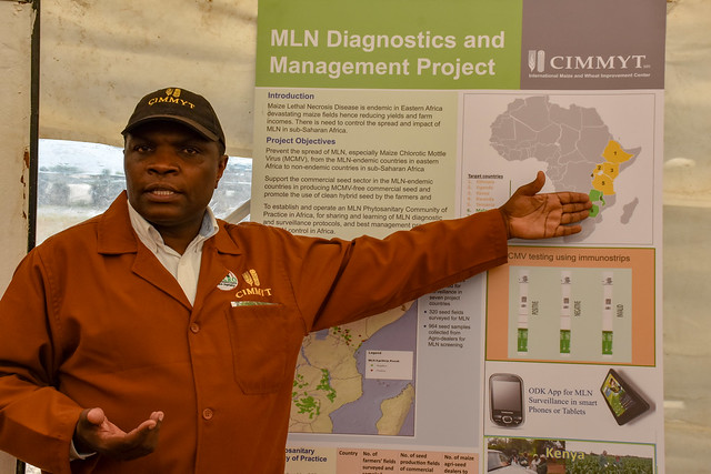 Francis Mwatuni, CIMMYT Project Manager-MLN Diagnostics and Management; explains joint efforts to combat the disease in Naivasha.