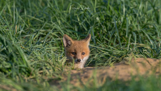Red Fox - Vulpes vulpes | 2018 - 27